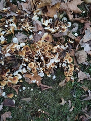 Flammulina velutipes