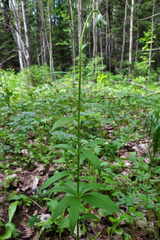 Lilium martagon pilosiusculum