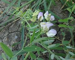 Lathyrus incurvus