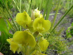 Pterygodium acutifolium