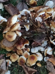 Flammulina velutipes