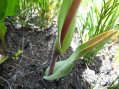 Pterygodium acutifolium