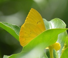 Phoebis philea