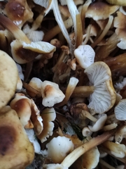 Flammulina velutipes