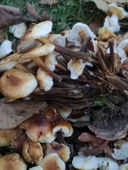 Flammulina velutipes