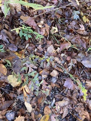 Solidago caesia caesia