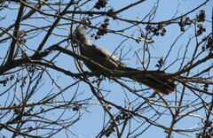 Corythaixoides concolor