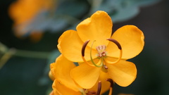 Senna pendula