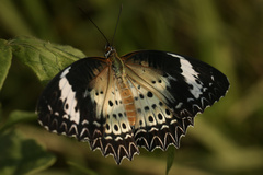 Cethosia cyane