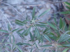 Croton argyranthemus
