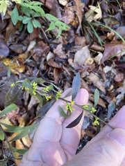 Solidago caesia caesia