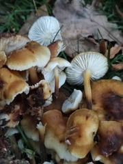 Flammulina velutipes