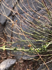 Plantaginaceae