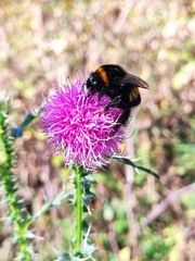 Bombus