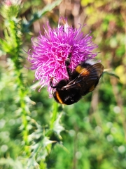 Bombus