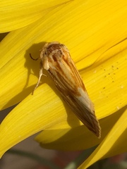 Cirrhophanus triangulifer