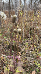 Anemone virginiana