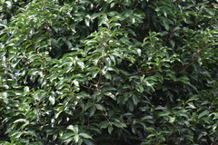 Syzygium malaccense