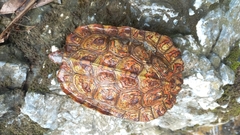 Rhinoclemmys pulcherrima pulcherrima