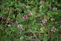 Trifolium amabile