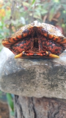 Rhinoclemmys pulcherrima pulcherrima