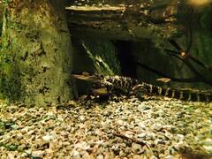 Alligator mississippiensis