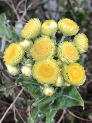 Helichrysum foetidum