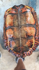 Rhinoclemmys pulcherrima pulcherrima