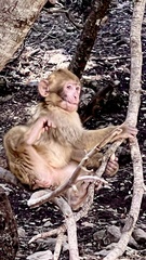 Macaca sylvanus