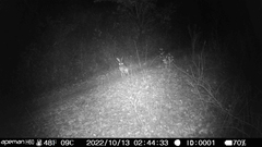 Lepus granatensis
