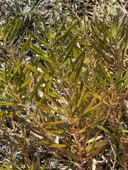 Stillingia texana
