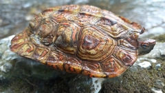 Rhinoclemmys pulcherrima pulcherrima