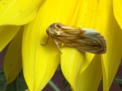 Cirrhophanus triangulifer