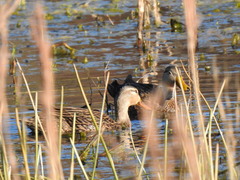 Anas platyrhynchos × fulvigula