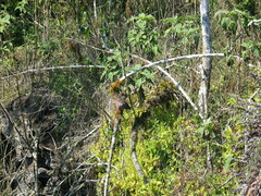 Zenaida galapagoensis