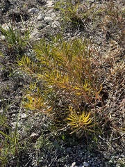 Stillingia texana