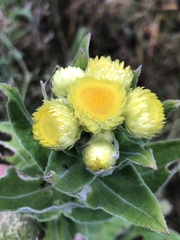 Helichrysum foetidum