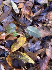 Bignonia capreolata