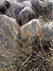Plantaginaceae