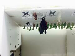 Papilionoidea