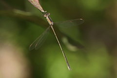 Lestes alacer