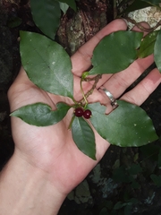 Psychotria