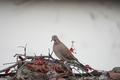 Streptopelia senegalensis