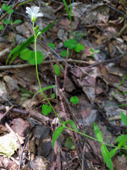 Cerastium pauciflorum