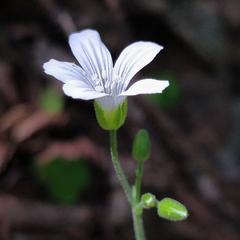 Cerastium pauciflorum