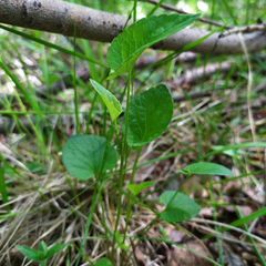 Viola nemoralis