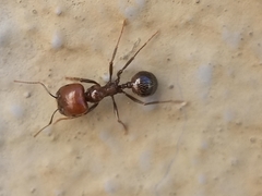 Messor barbarus