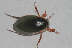 Dytiscus dimidiatus