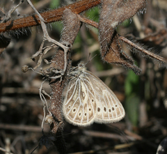 Triphysa nervosa