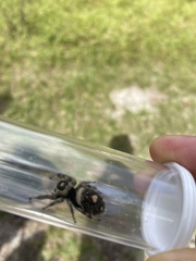 Phidippus regius